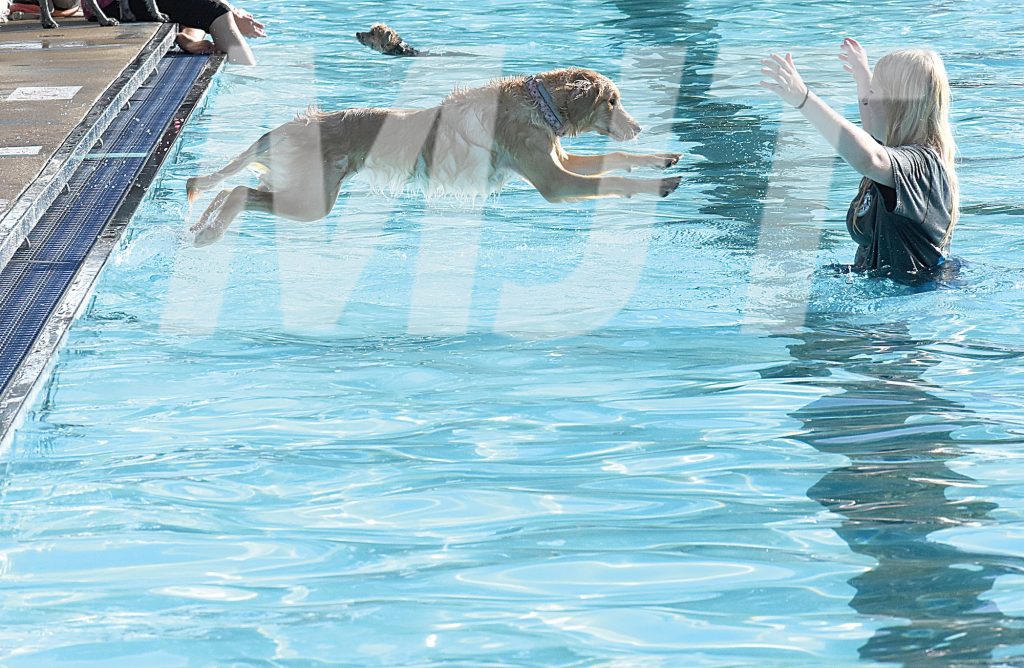 Dog swim held at city pool